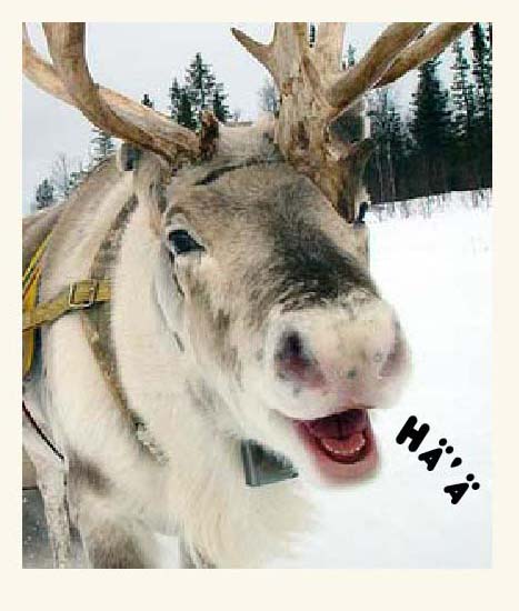 Reindeer talk